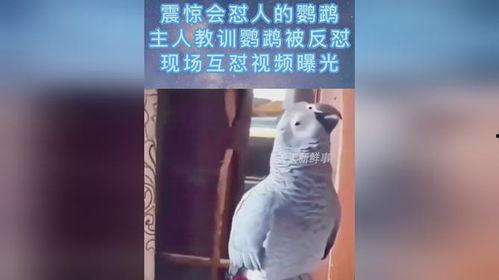 鹦鹉爆料主人出轨视频,主人出轨真相大白  第2张