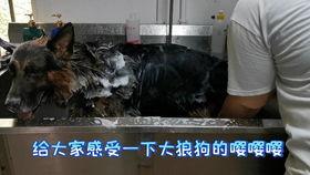 狼狗最新爆料视频,揭秘神秘事件内幕  第2张