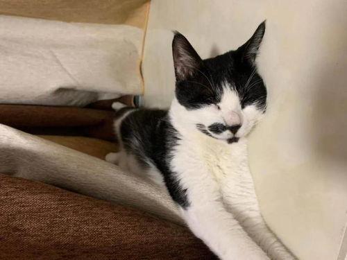 娱乐吃瓜酱男朋友不如猫,揭秘娱乐圈中的“喵星人”魅力  第2张