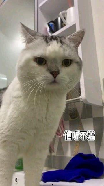 娱乐吃瓜酱男朋友不如猫,揭秘娱乐圈中的“喵星人”魅力  第3张