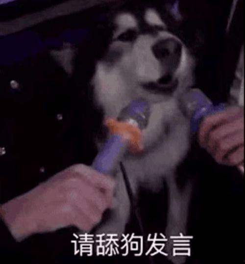 刘大锤爆料舔狗视频大全,舔狗视频大全，笑料百出，引人深思