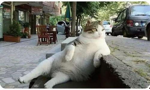 娱乐吃瓜猫捉鸟小说,娱乐吃瓜界的甜蜜陷阱 第2张 娱乐吃瓜猫捉鸟小说,娱乐吃瓜界的甜蜜陷阱 第2张