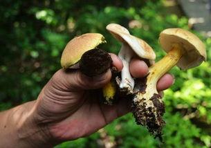 今日爆料蘑菇巴拉 第3张 今日爆料蘑菇巴拉 第3张