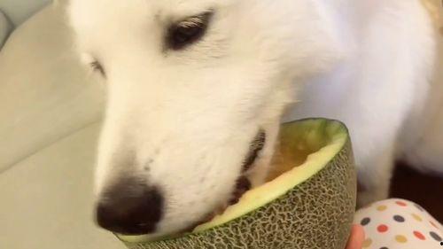 吃瓜大白视频在线观看免费,热门视频一网打尽