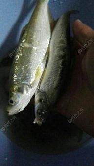 鲫鱼杀手今日爆料,揭秘养殖业的惊人秘密