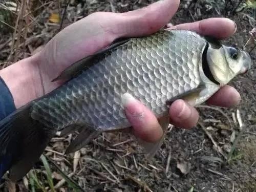 鲫鱼杀手今日爆料,揭秘养殖业的惊人秘密  第2张