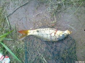 鲫鱼杀手今日爆料,揭秘养殖业的惊人秘密  第3张