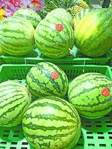 武汉吃瓜免费网站,揭秘城市美食圈的秘密花园 第1张 武汉吃瓜免费网站,揭秘城市美食圈的秘密花园 第1张